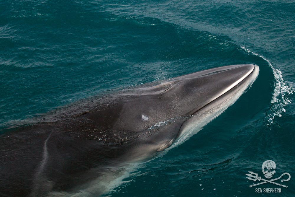 minke-whale-sea-shepherd