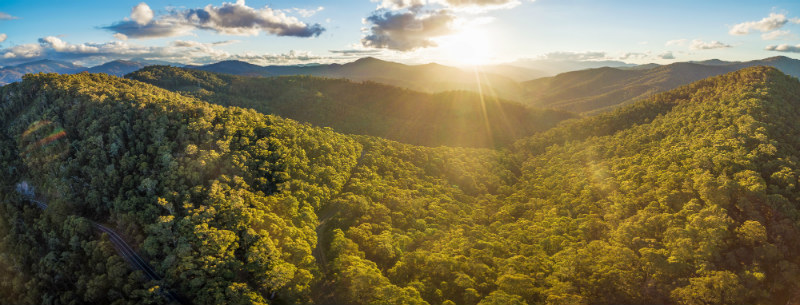 panorama of rainforest